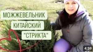 ПРО МОЖЖЕВЕЛЬНИК КИТАЙСКИЙ "СТРИКТА". 12.03.2024г.