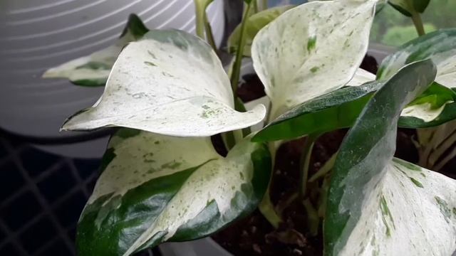 Эпипремнум Happy Leaf (Хеппи Лиф).