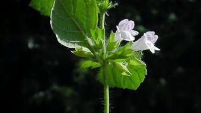 Il nostro orto di piante officinali parte seconda смотреть онлайн