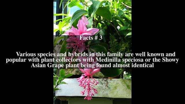 Medinilla magnifica Top # 5 Facts смотреть онлайн