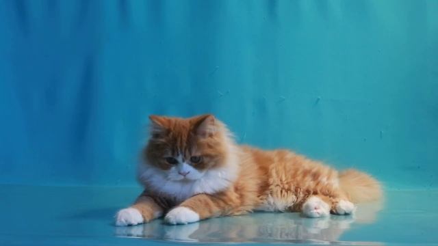 Домашние животные смотреть онлайн