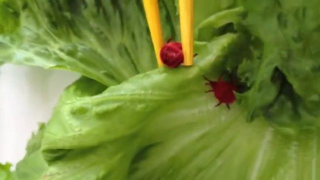 巨大ダニを箸でつまんでみた　ナミケダニ#2  [Trombidium sp., Trombidiidae]