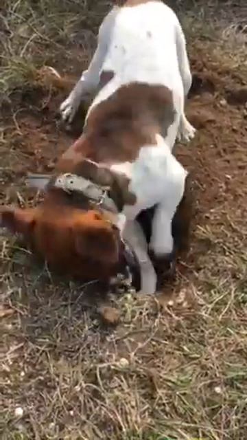 Джек Рассел Терьера ч. 1 смотреть онлайн