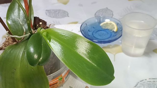 Лиодоро 🌸 возрождение переохложденной орхидеи 💦🧪 смотреть онлайн