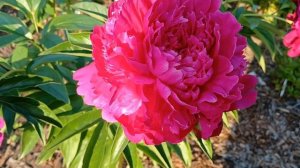 Пион Avis Varner (Varner, 1981, США) 02 июля 2024 от Пулков Сад