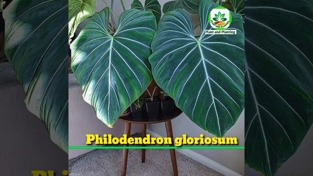 54 Indoor Philodendron Plants | Stunning Indoor Philodendron Plants to grow| Plant and Planting смотреть онлайн