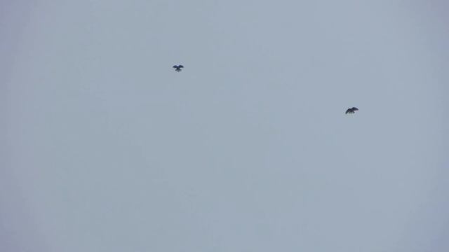 Мелитопольские и николаевские голуби. Эпизоды тренировок 05.01 и 06.01.21 смотреть онлайн