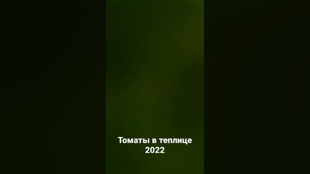 Сортовые томаты 2022 Ленинградская область