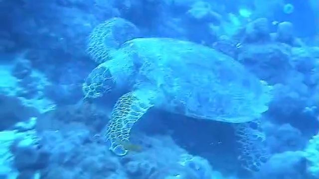 Dive Club Касатка Ханты-Мансийск смотреть онлайн