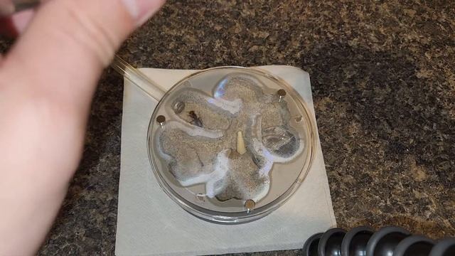 New Camponotus Pennsylvanicus Queen Home