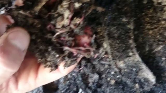 Worm Farm - ANC cocoon hatchery at 23 days - 270615 смотреть онлайн
