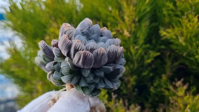 Haworthia Obtusa смотреть онлайн