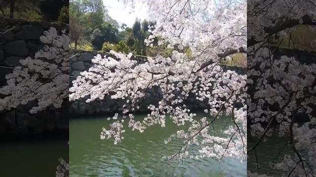 sakura wind bird spring смотреть онлайн