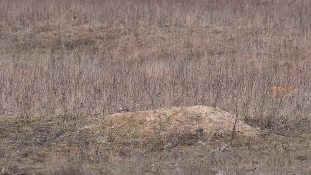 Spring games for baby marmots / Весенние игры байбачат