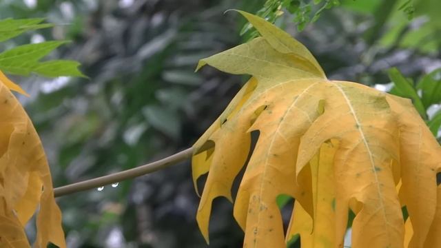 Carica papaya yellow color leaf смотреть онлайн