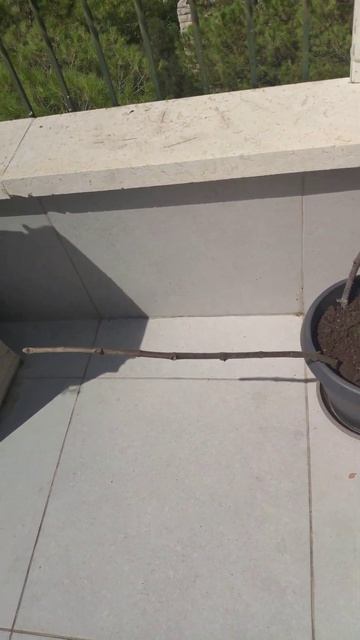 Огурцы на балконе cucumber's on tera's ❤️ смотреть онлайн