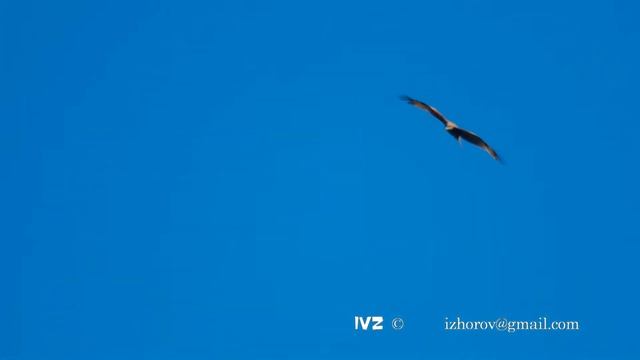 Flying black kite in sky смотреть онлайн