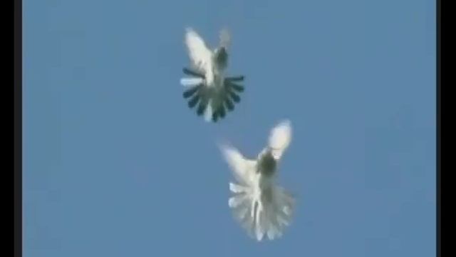 Голуби Дудкина часть 2 Богучар смотреть онлайн