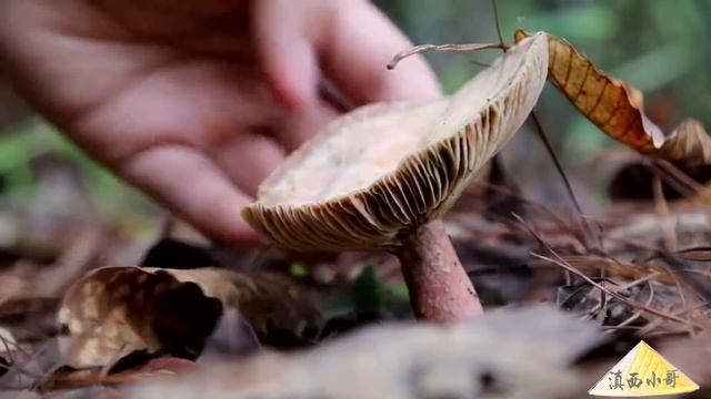 采蘑菇的姑娘，上山不久，拾了一箩筐【滇西小哥】