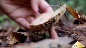 采蘑菇的姑娘，上山不久，拾了一箩筐【滇西小哥】