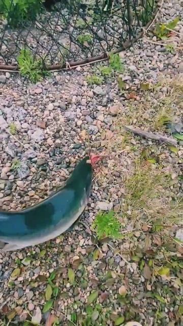 Первый раз поймала горбушу на пирсе! Бухта Нагаева. Магадан.🙌🐟🎣💙 смотреть онлайн