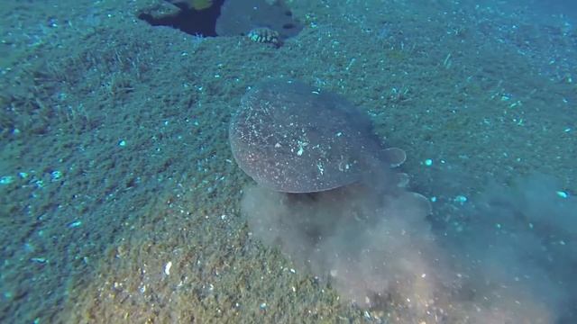 Une minute en baie de Saint-Paul смотреть онлайн