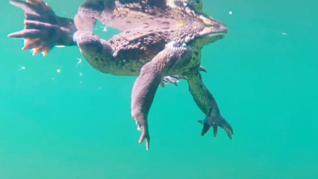 Western Toad In Kawkawa Lake