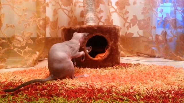 Тимон и Марта