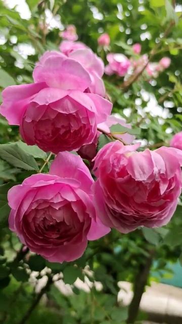 'Alan Titchmarsh', English shrub rose by David Austin, 2005 смотреть онлайн