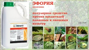 Эфория - популярное средство против основных вредителей плодовых и овощных культур. Обзор