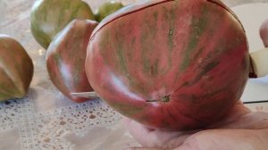 Крупноплодный Гном Пурпурный Сердцеед.