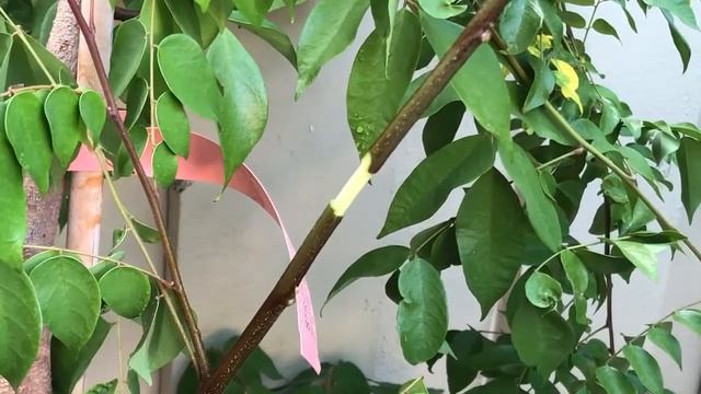 [How to #marcot or #airlayer Carambola (Star Fruit) tree] 🌳 step by step method || 🪴Carambola смотреть онлайн