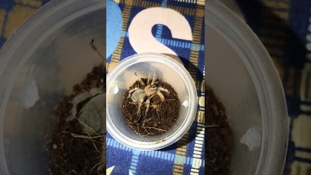 Brachypelma Hamorii aka. Mexican Red Knee sling смотреть онлайн