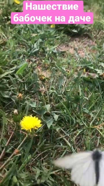 Нашествие бабочек. Что делать? смотреть онлайн