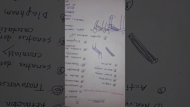 Muscles of thorax part -01 || Myology || GAN -101 || DVM L1 S1|| Prepared by Saiful Islam смотреть онлайн
