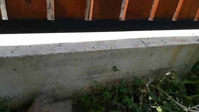 Devil Grass смотреть онлайн