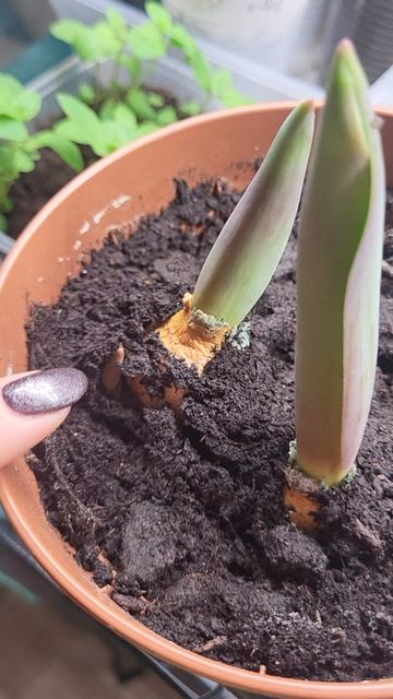 Что с тюльпанами?🌷 смотреть онлайн