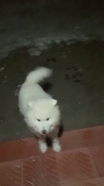 Вадим Плетнев