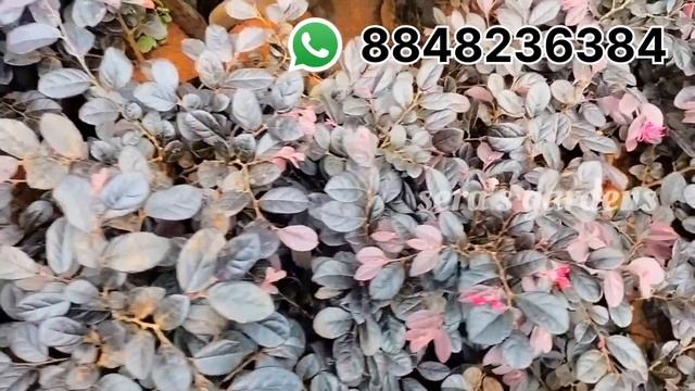 plants for sale||10-11-23||sera's gardens смотреть онлайн