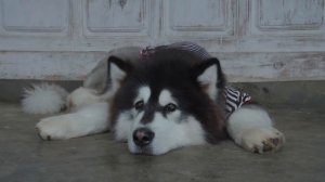 云南山里的野生小精灵——七彩杂菌【滇西小哥】