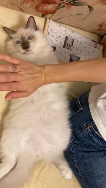 Бирманский котёнок Золтан, малыш наигрался и отдыхает. Питомник Маритана кэт порода священная бирма смотреть онлайн