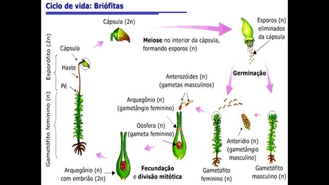 7º Ano - Aula 11 - Botânica - Briófitas e Pteridófitas смотреть онлайн