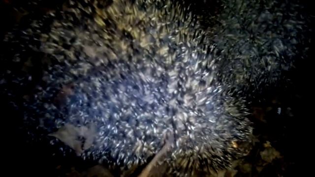 Бешеный ёжик смотреть онлайн