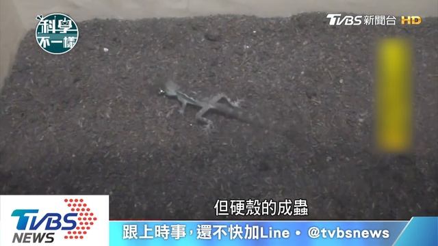 球背象鼻蟲堅硬外殼　抵禦掠食者吃進肚 смотреть онлайн