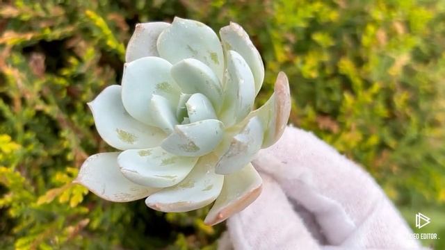 Echeveria White One смотреть онлайн
