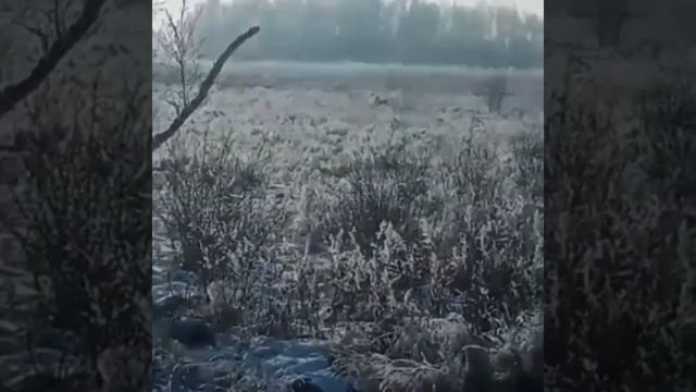 Тигрица в Архаринском районе смотреть онлайн