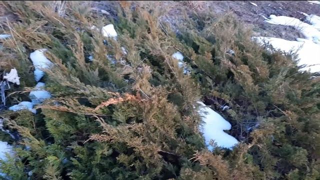 Can These Plants Help Joint and Muscle Pain? - Juniper Berries and Yarrow Leaves смотреть онлайн