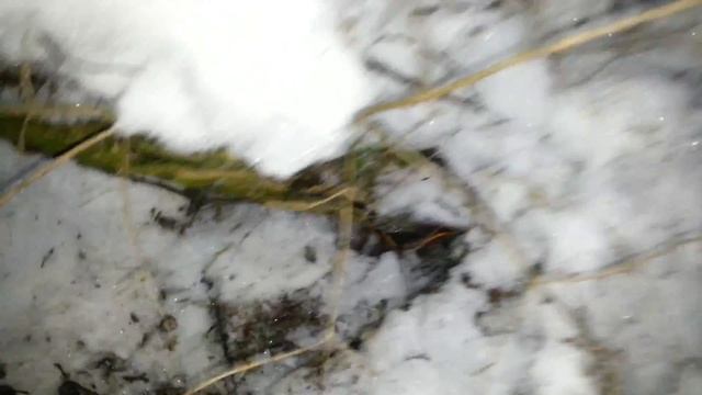 Ищем бобра) смотреть онлайн