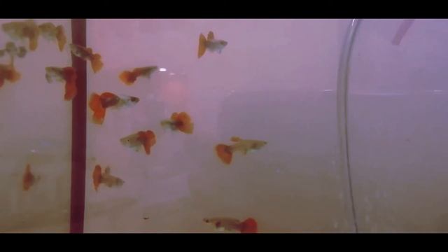 Гуппи DUMBO TUXEDO RED TAIL GUPPY смотреть онлайн