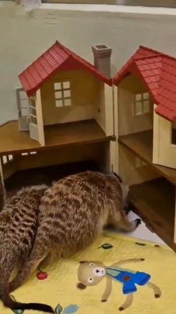 미어캣 장난감집#meerkat